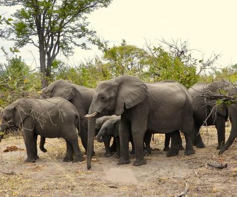 San Diego Zoo Wildlife Alliance Adventures